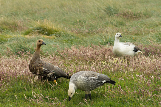 Close Up of Three Gray, Tan and White Magellan Geese in a Grassy Field.