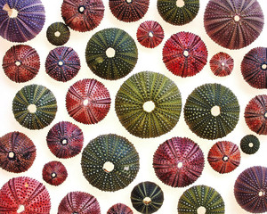 colorful sea urchins on white translucent background