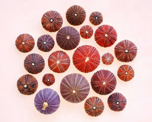 colorful sea urchins on white translucent background