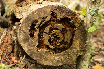 Insect Damage to Cut End of a Tree Trunk