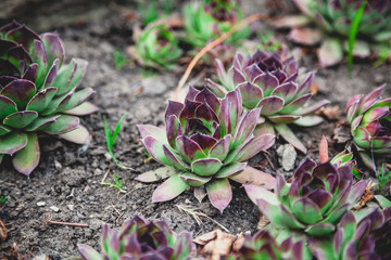 group of green ecclesiastical bushes grows on stones