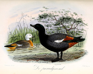 Illustration of a bird.