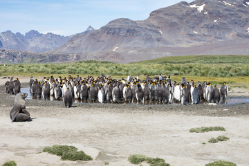Molting King Penguins with an Onlooking Seal in the foreground. Rugged mountains and tussac grass are in the background.