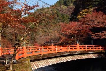 Fototapeta premium 京都 高雄橋と紅葉