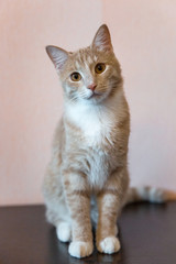 Beautiful Red Maine Coon Cat Sitting with Large Ears and Furry Tail Looking in Camera, Front view