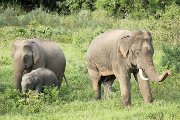 Fototapeta premium Asiatic Elephant is big five animal in asia