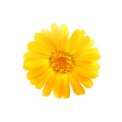 one yellow chamomile bud top view isolated on white background with clipping path