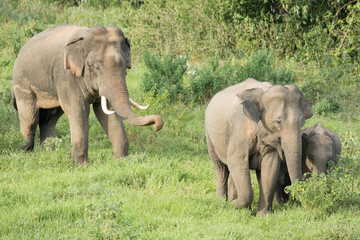 Fototapeta premium Asiatic Elephant is big five animal in asia