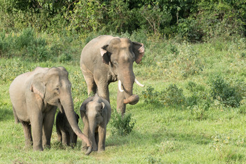 Fototapeta na wymiar Asiatic Elephant is big five animal in asia