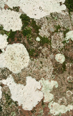 Moss and whitewash on concrete