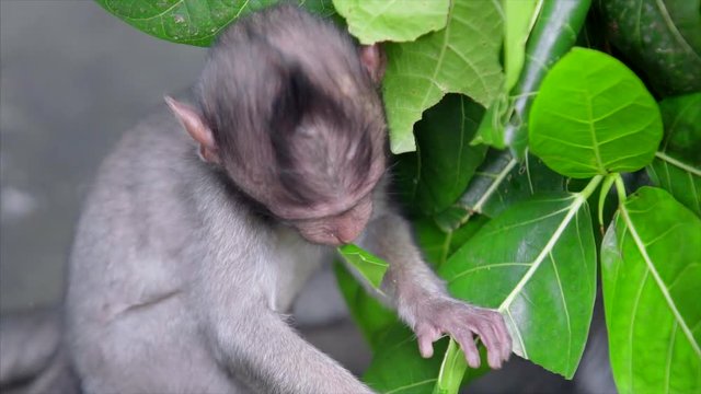  sacred monkey forest