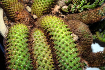 Fototapeta premium Domestic cactus close