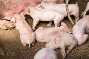 Piglets in rural traditional soil floor farm