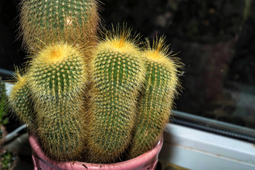 Domestic cactus close