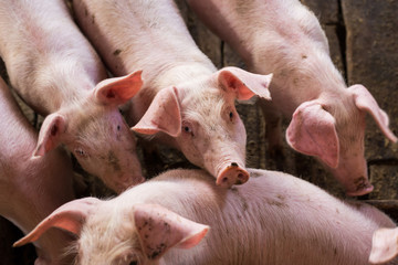 Piglets in rural traditional soil floor farm