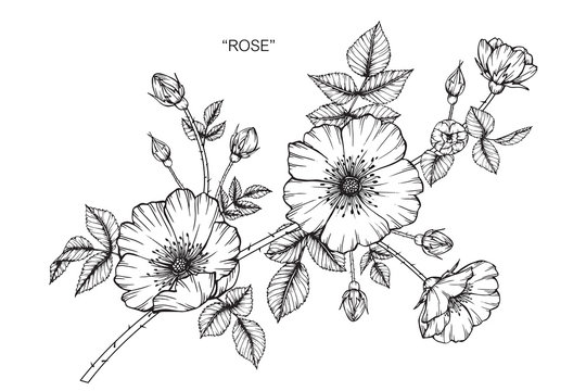 Fototapeta Rose flower drawing  illustration. Black and white with line art. 
