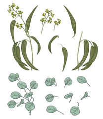 Set of green leaves (greenery): branches Eucalyptus seeded (radiate, peppermint), Eucalyptus silver dollar (redbox gum) on white background. Digital draw in engraving vintage style, vector