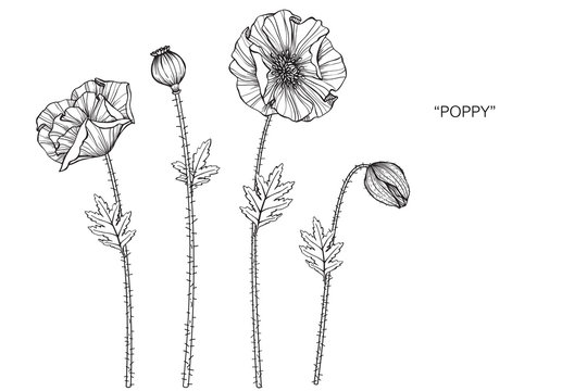 Fototapeta Poppies flower drawing  illustration. Black and white with line art. 