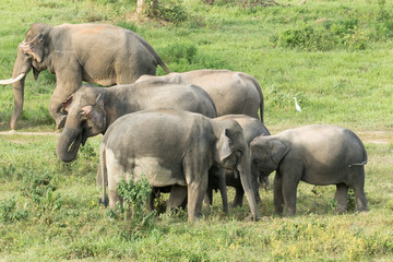 Fototapeta premium Asiatic Elephant is big five animal in asia