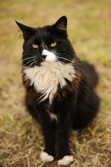 Naklejka na ściany i meble Tuxedo Cat outdoor portrait sitting on ground