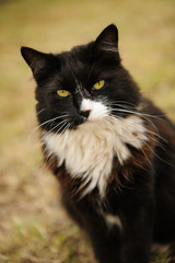 Naklejka na ściany i meble Tuxedo Cat outdoor portrait sitting down in grass