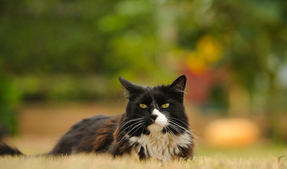 Naklejka na ściany i meble Tuxedo Cat outdoor portrait lying down in yard