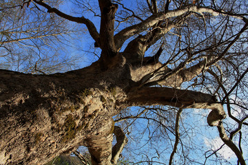 Fototapeta na wymiar Sycamore tree during spring