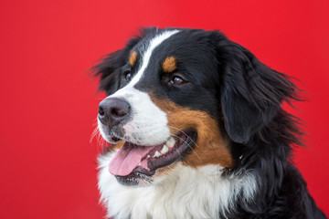 Berner Sennenhündin