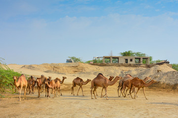 Fototapeta na wymiar Camels