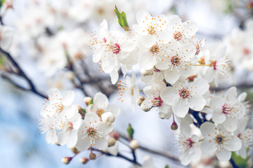 Beautiful flowering plum trees. Background with blooming flowers in spring day