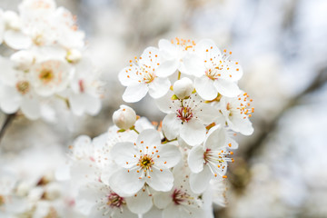 Beautiful flowering plum trees. Background with blooming flowers in spring day