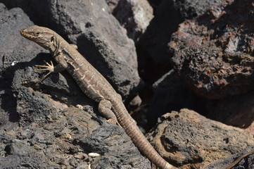 Lizard on stone