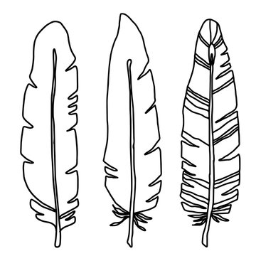 Hand drawn bird black feathers