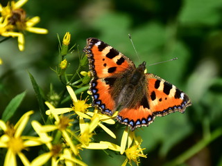 small tortoiseshell (aglais urticae)