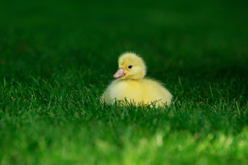 little yellow duckling