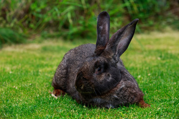 the gray rabbit
