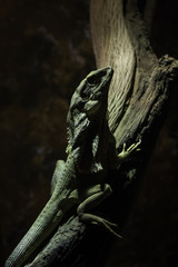 Shadowed green reptile on tree staring at viewer
