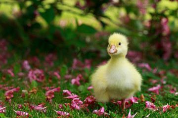 little yellow duckling