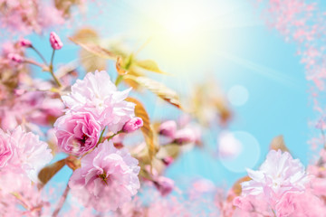 Beautiful sakura flower cherry blossom. Greeting card background template. Shallow depth. Soft toned. Spring nature