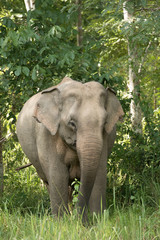 Naklejka premium Asiatic Elephant is big five animal in asia