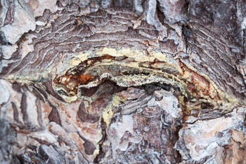 Pine resin on the tree trunk