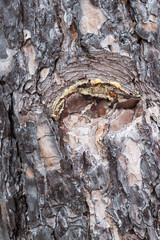 Pine resin on the tree trunk
