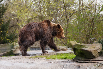 Obraz na płótnie Canvas Big wet brown bear in a zoo on an artificial rock.