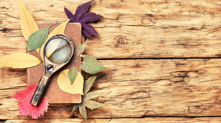 dry leaf for making herbarium