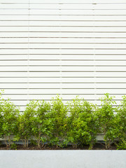 Wall made form white wood fence with green plants.