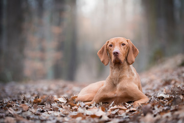 Portrait of hungarian vizsla pointer dog in autumn