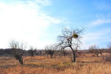 Apple garden without leaves on the lawn with dry grass, the sky and clouds, autumn, Ukraine