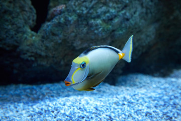 Fototapeta na wymiar purdy fish swimming in marine aquarium
