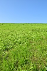 土手の草原