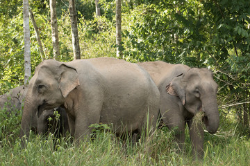 Obraz premium Asiatic Elephant is big five animal in asia